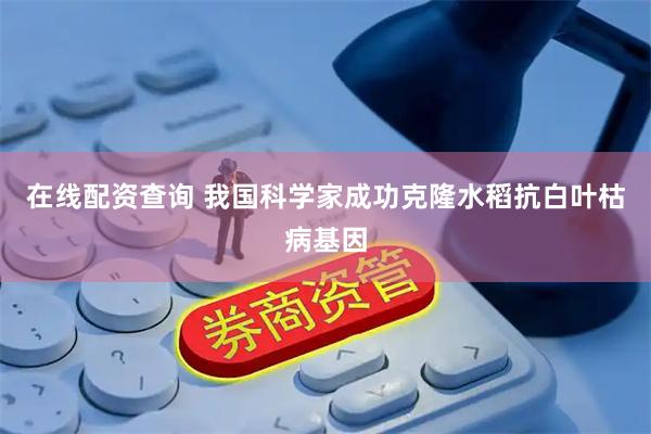 在线配资查询 我国科学家成功克隆水稻抗白叶枯病基因